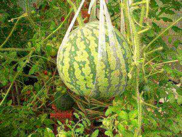 how to grow melons in the open field