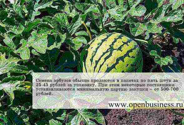 how to grow melons in the open field