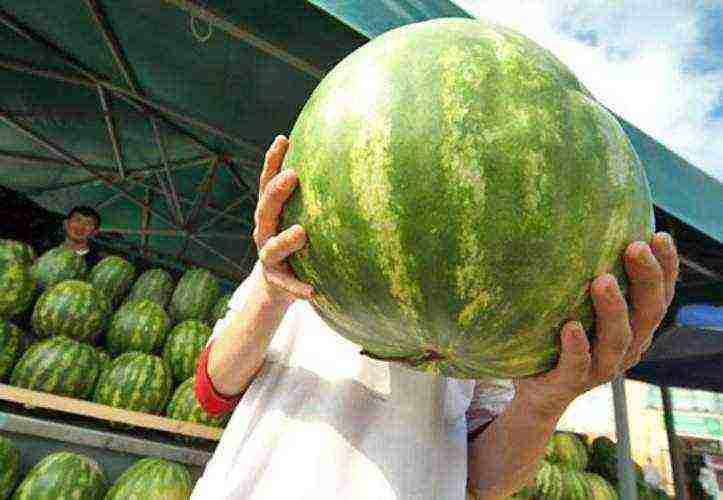 how to grow melons in the open field