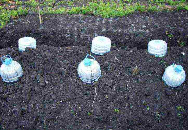 how to grow melons in the open field