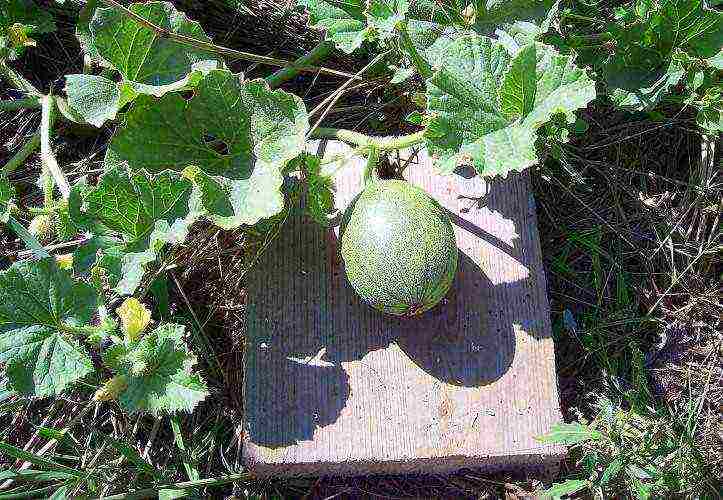 how to grow melons in the open field