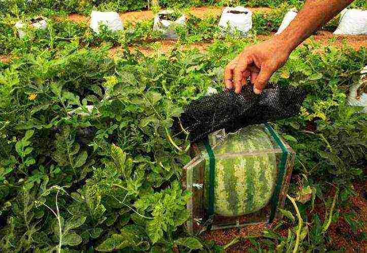 how to grow melons in the open field