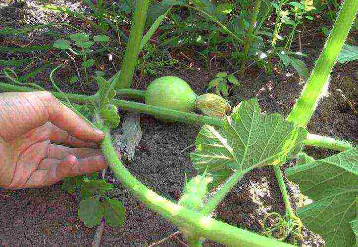 kung paano palaguin ang mga melon sa bukas na bukid