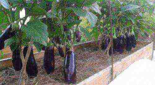 how to grow eggplant outdoors in the Urals