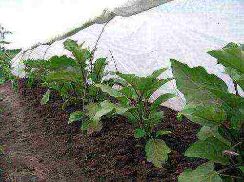 how to grow eggplant outdoors in the Urals