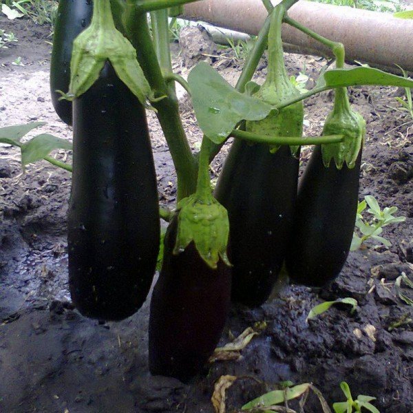 how to grow eggplant outdoors in the Urals