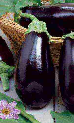 how to grow eggplant outdoors in the Urals