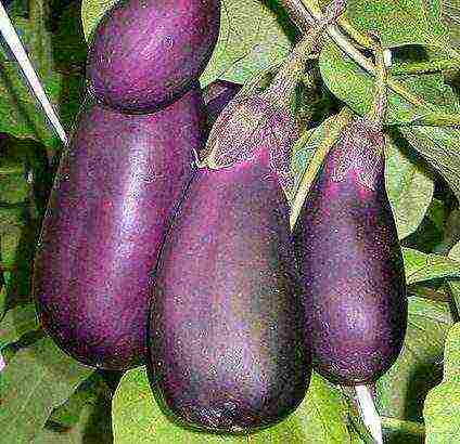 how to grow eggplant outdoors in the Urals