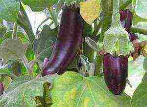 how to grow eggplant outdoors in the Urals