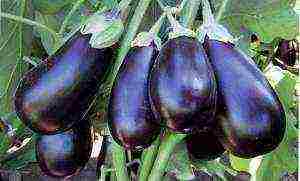 how to grow eggplant outdoors in the Urals