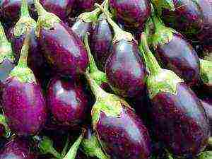 how to grow eggplant outdoors in the Urals