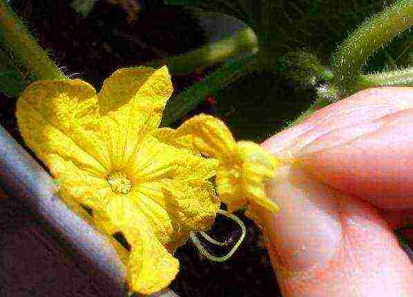 how to grow balcony cucumbers at home