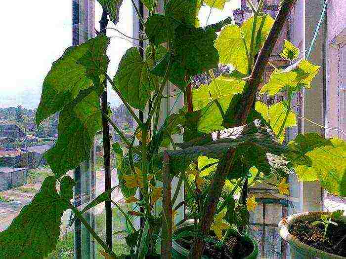 how to grow balcony cucumbers at home