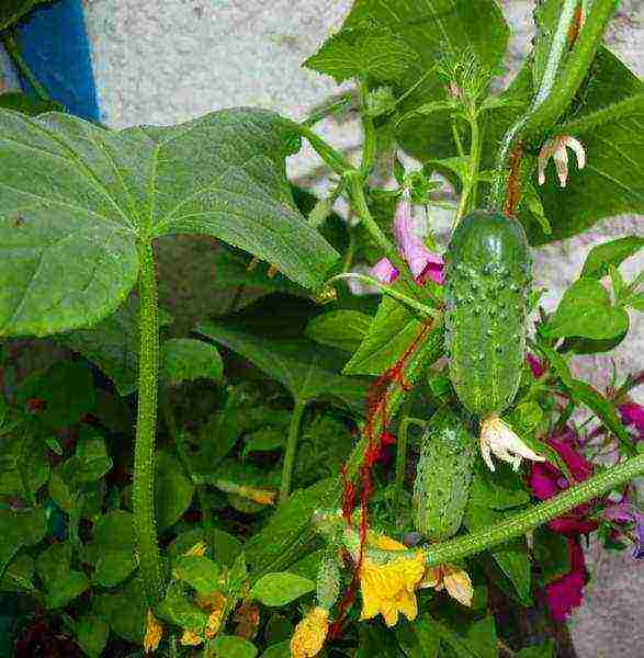 how to grow balcony cucumbers at home