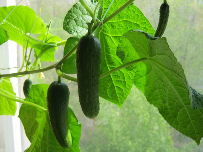 how to grow balcony cucumbers at home