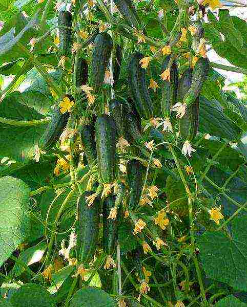 how to grow balcony cucumbers at home