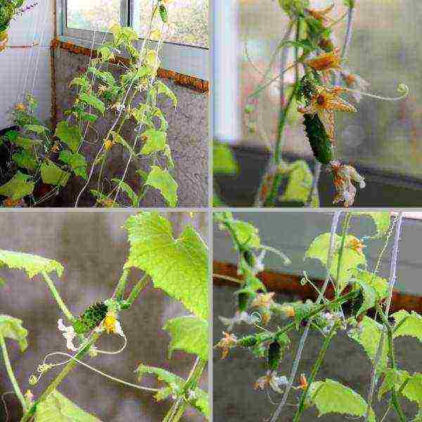 how to grow balcony cucumbers at home