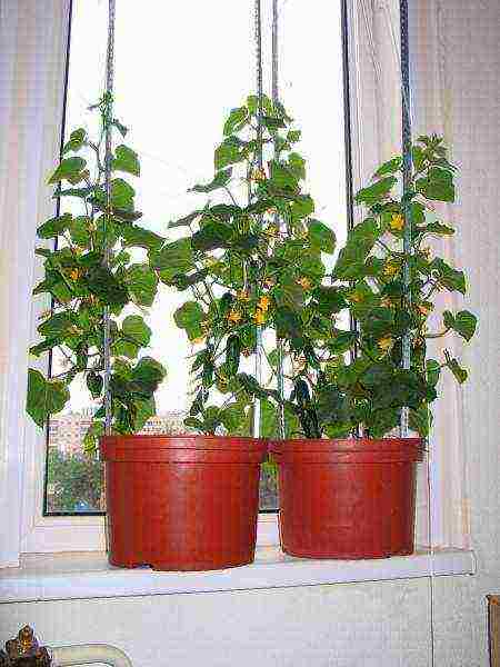 how to grow balcony cucumbers at home