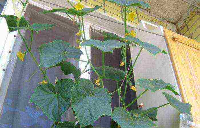 how to grow balcony cucumbers at home