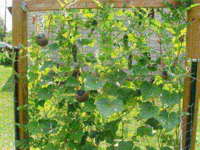 how to grow balcony cucumbers at home