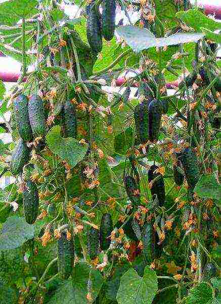 how to grow balcony cucumbers at home