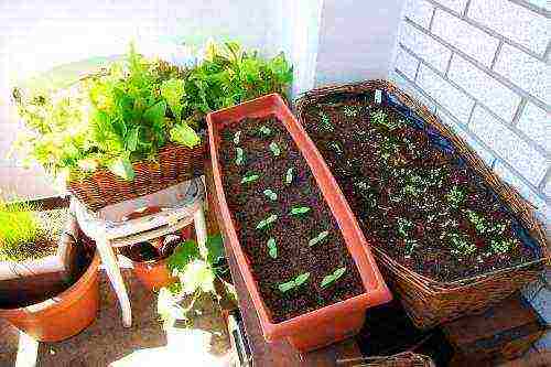 how to grow balcony cucumbers at home