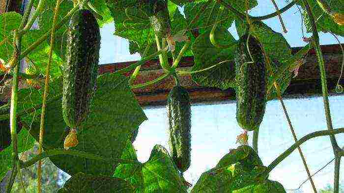 how to grow balcony cucumbers at home