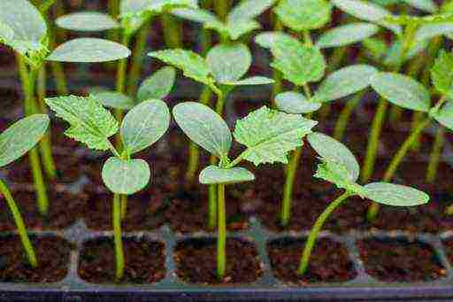 how to grow balcony cucumbers at home