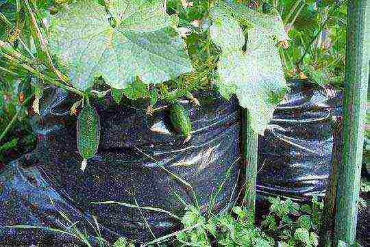 how to grow balcony cucumbers at home