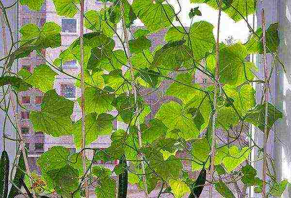 how to grow balcony cucumbers at home