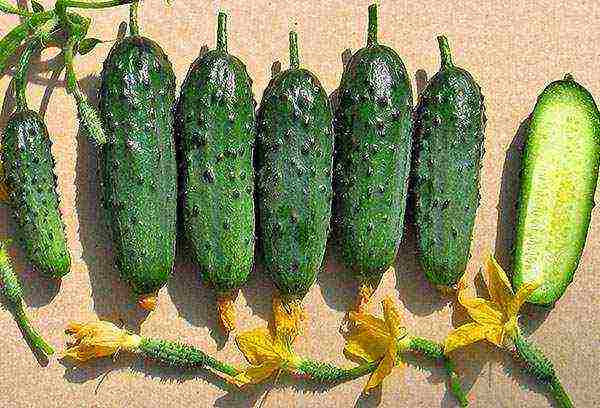 how to grow balcony cucumbers at home