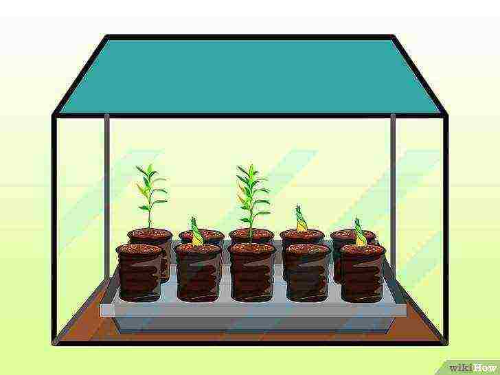 how to grow bamboo at home from seeds