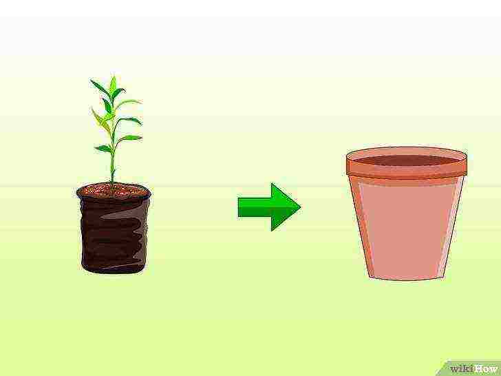 كيفية زراعة الخيزران في المنزل من البذور