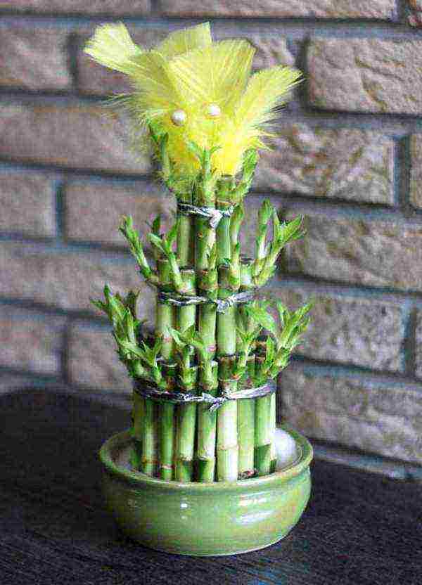 how to grow bamboo at home from seeds