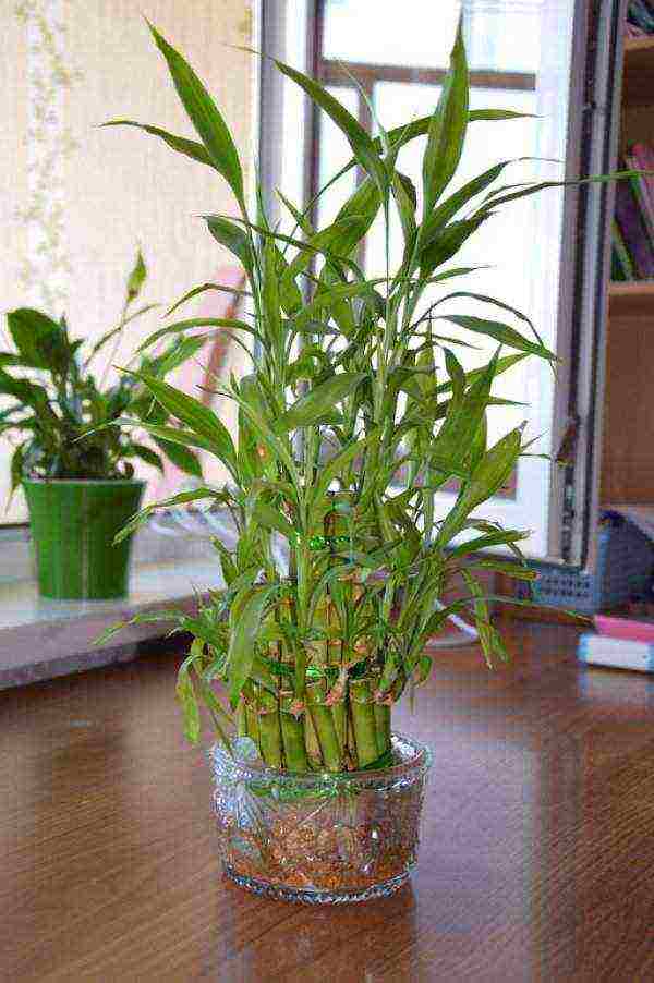 how to grow bamboo at home from seeds