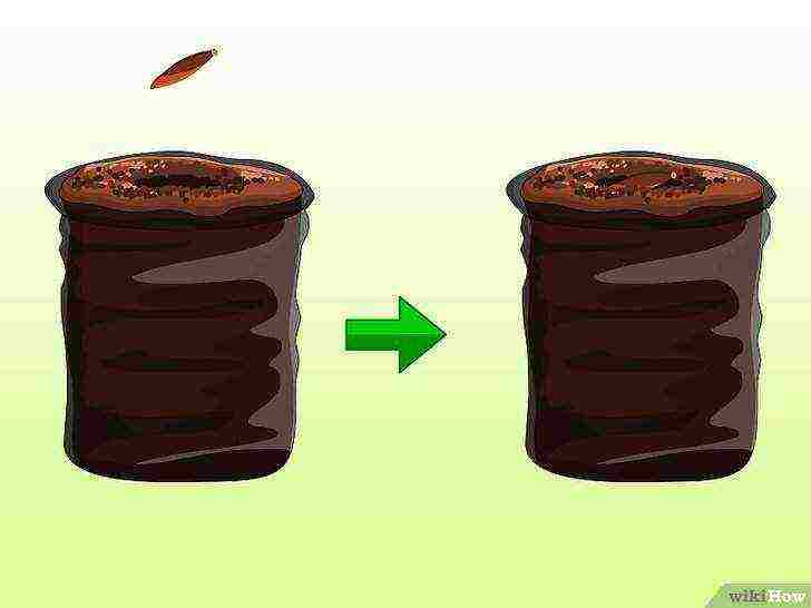 كيفية زراعة الخيزران في المنزل من البذور