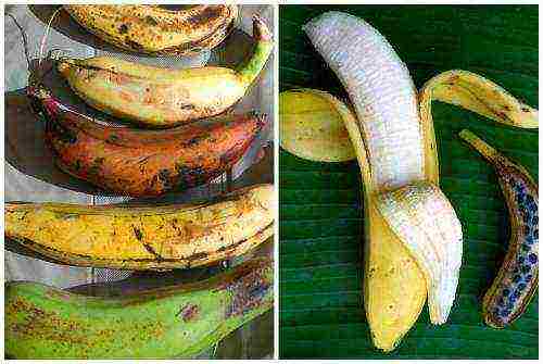 how to grow a banana at home