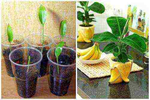 how to grow a banana at home