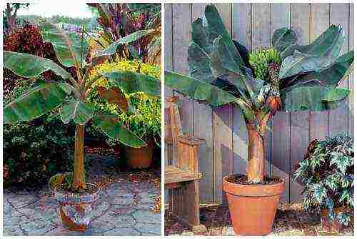 how to grow a banana at home