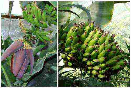 kung paano palaguin ang isang saging sa bahay