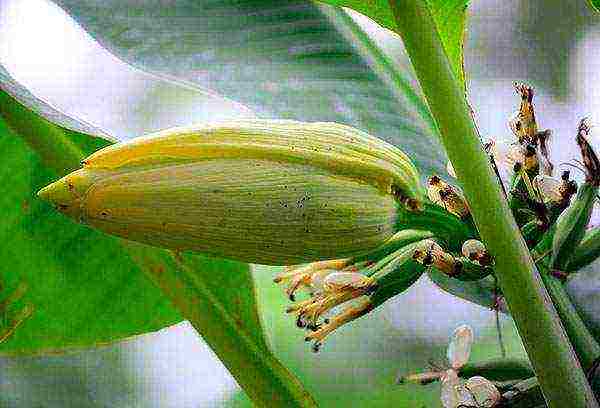 kung paano palaguin ang isang saging sa bahay