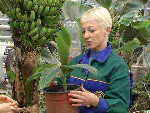 how to grow a banana at home