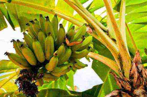 how to grow a banana at home