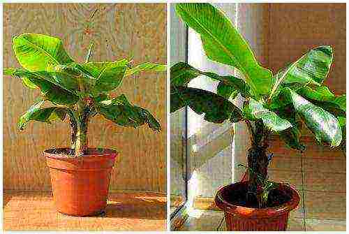 how to grow bananas at home