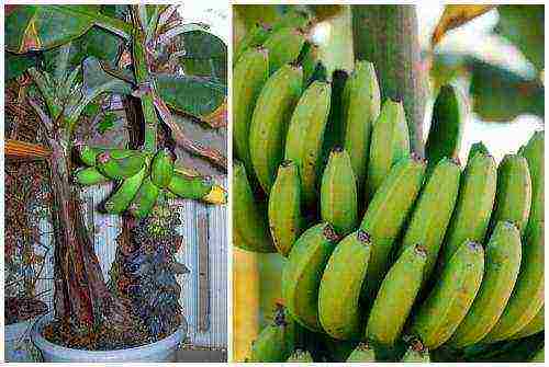 how to grow bananas at home