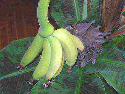 how to grow bananas at home