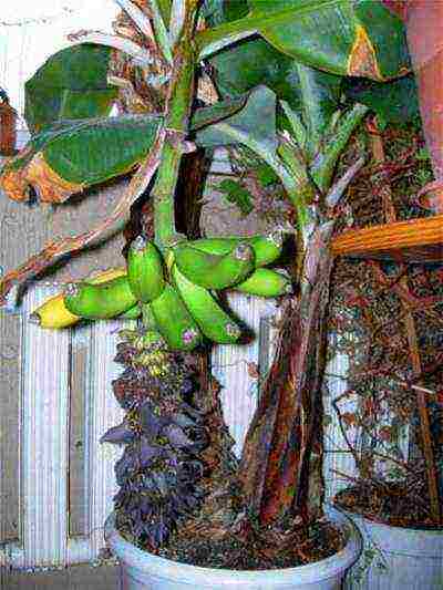 how to grow bananas at home