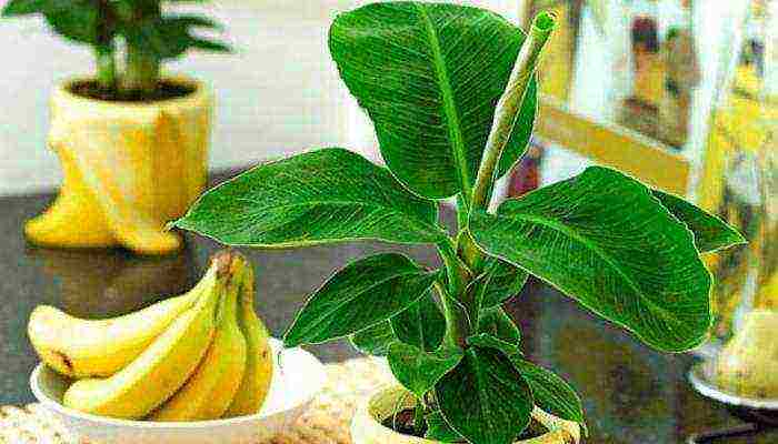 how to grow bananas at home