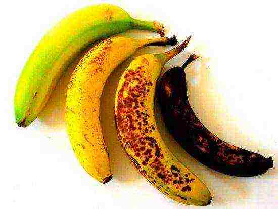 how to grow bananas at home