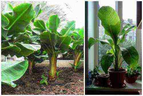 how to grow bananas at home